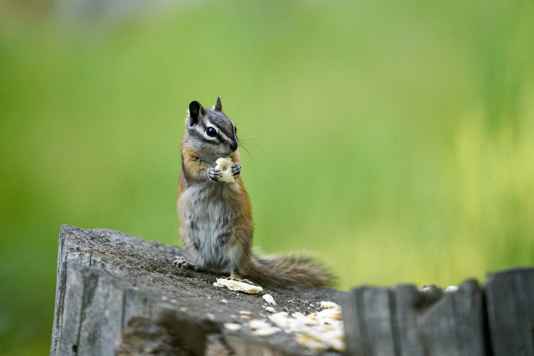 Squirell